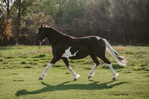 breeding-barock-pinto-horse