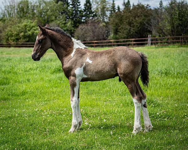pinto-warmblood-barock-horse