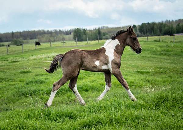 tobiano-barock-pinto-horse