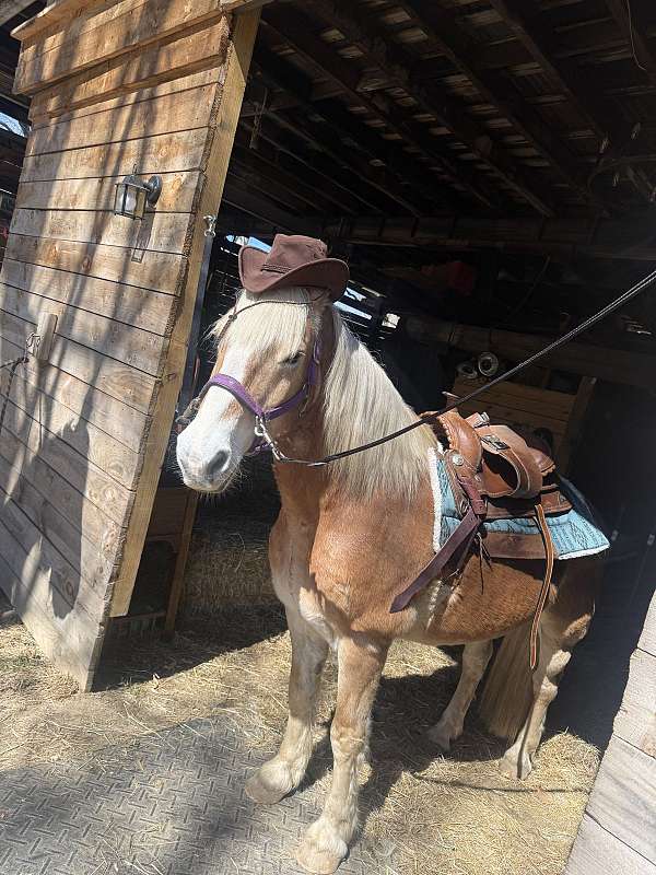 brown-haflinger-for-sale