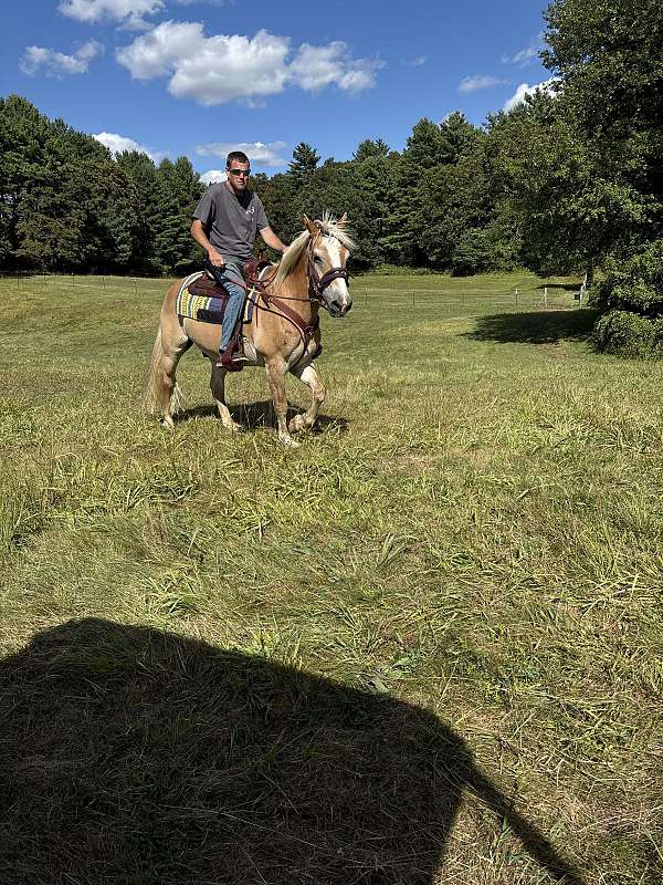 brown-haflinger-horse