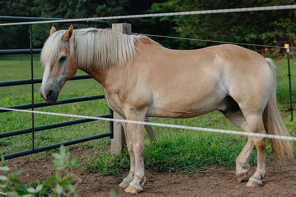 brown-haflinger