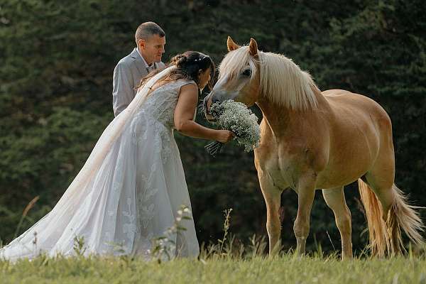 companion-trail-haflinger-horse