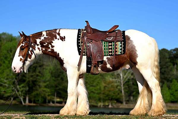 do-it-all-gypsy-vanner-horse