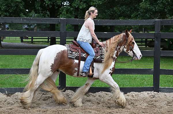 gelding-gypsy-vanner-horse