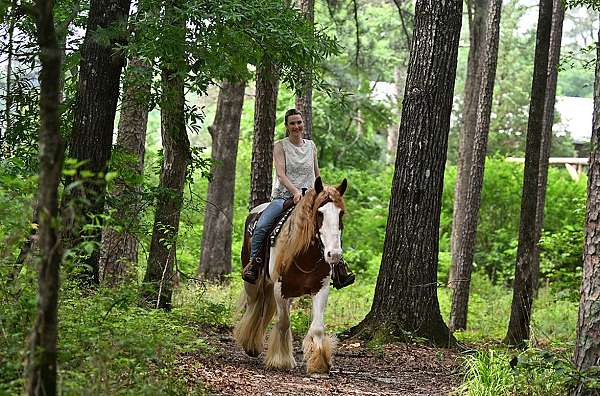 gentle-gypsy-vanner-horse