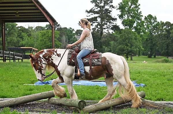 bombproof-gypsy-vanner-horse