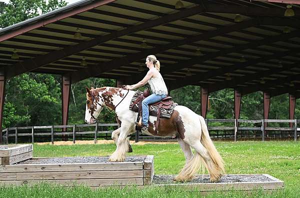 all-around-gypsy-vanner-horse