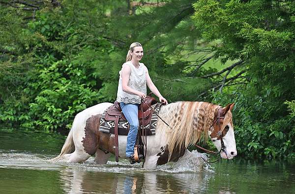 athletic-gypsy-vanner-horse