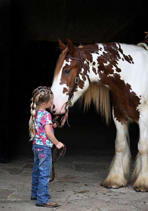 gypsy-vanner-horse