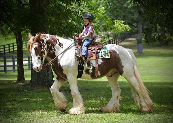 flashy-gypsy-vanner-horse