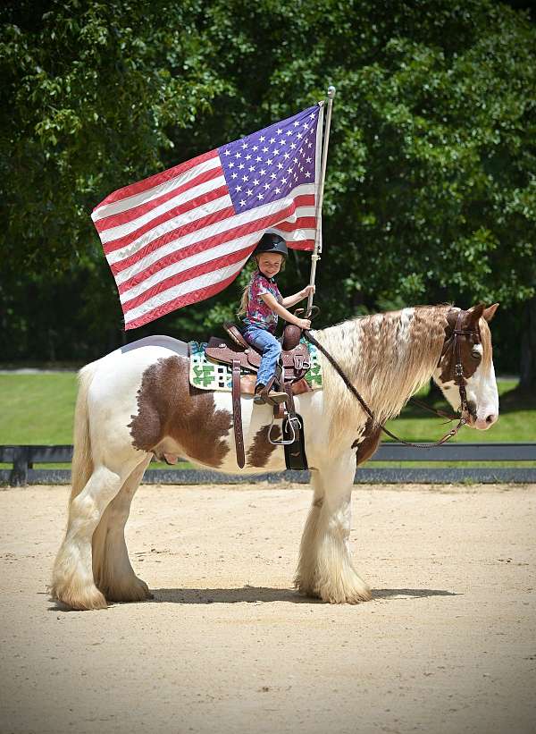 draft-gypsy-vanner-horse