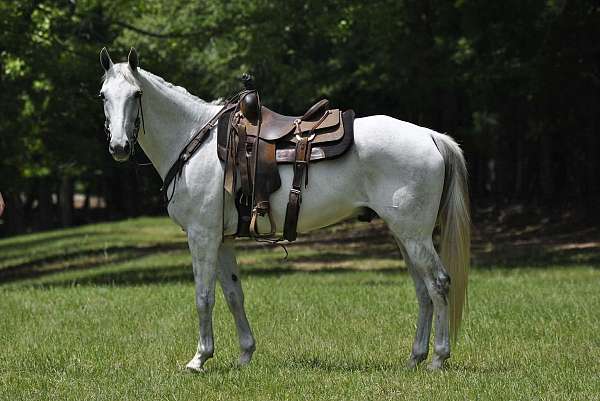 grey-twh-gelding-tennessee-walking-horse