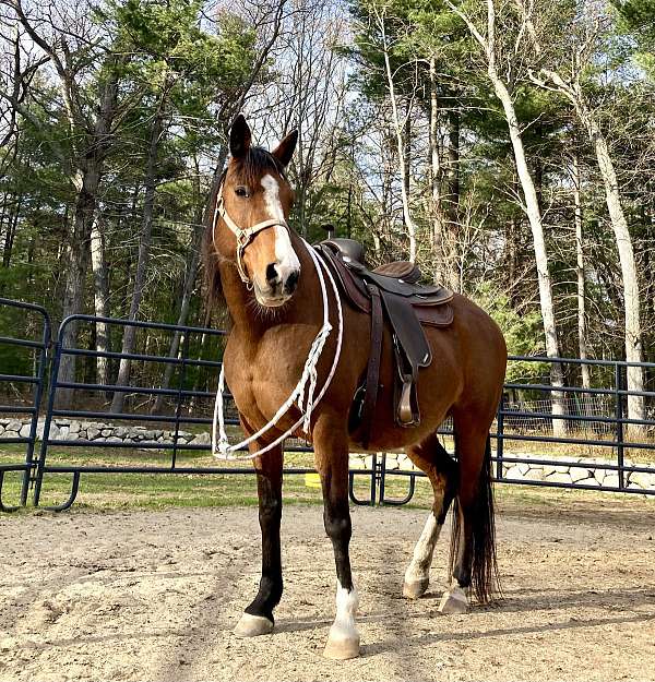 blaze-horse