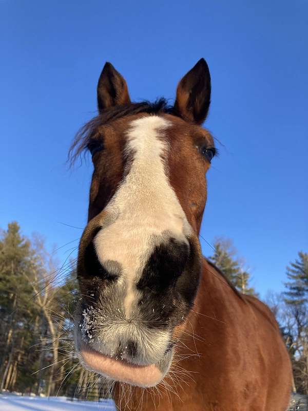 socks-horse