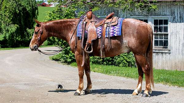 all-around-crossbred-pony