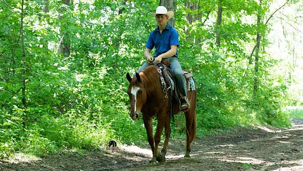 athletic-crossbred-pony