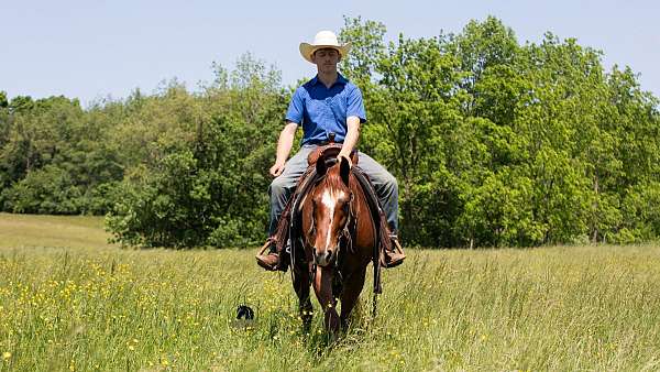 kid-safe-crossbred-pony