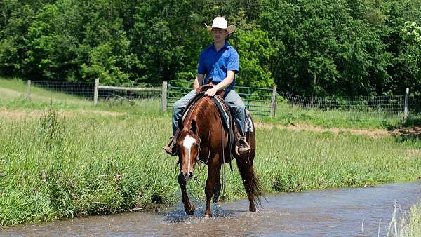 husband-safe-crossbred-pony