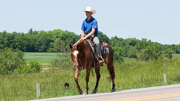 parade-crossbred-pony