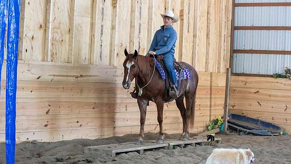 ranch-crossbred-pony