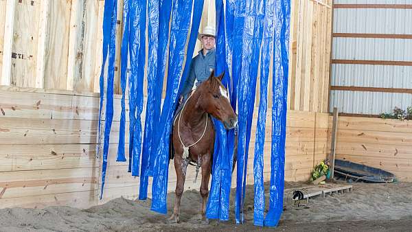 ranch-versatility-crossbred-pony