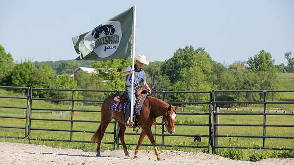 ranch-work-crossbred-pony