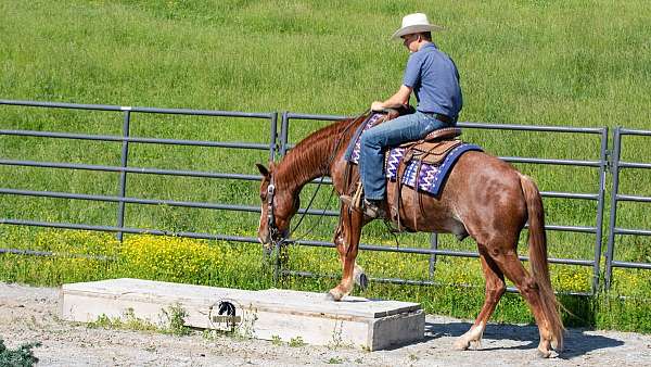 trail-crossbred-pony