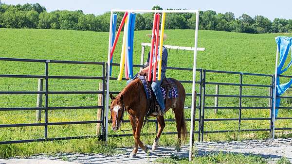 trail-riding-crossbred-pony