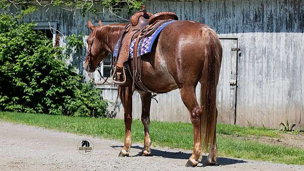 bay-crossbred-pony-gelding