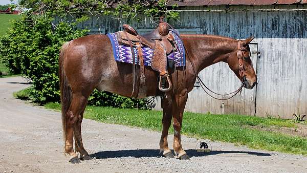 trail-class-competition-crossbred-pony
