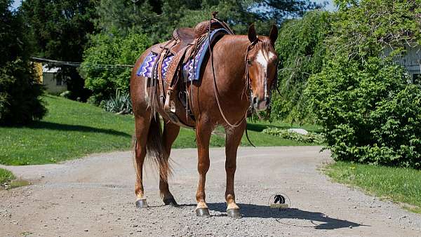 youth-crossbred-pony