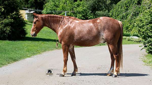 bay-all-around-horse