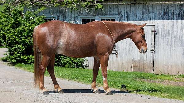 bay-athletic-horse