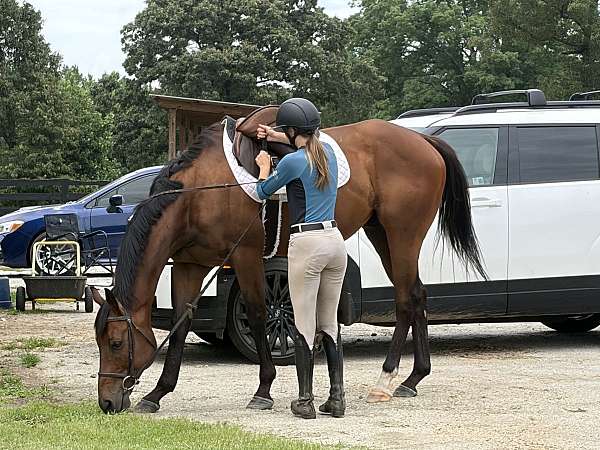 bay-white-sock-horse