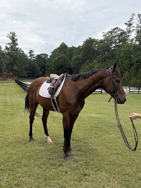 all-around-thoroughbred-horse