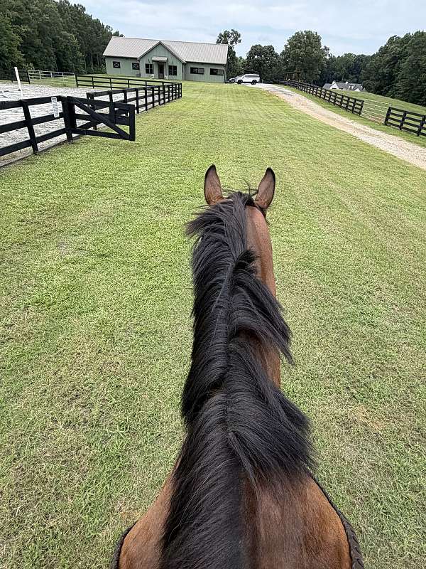 athletic-thoroughbred-horse