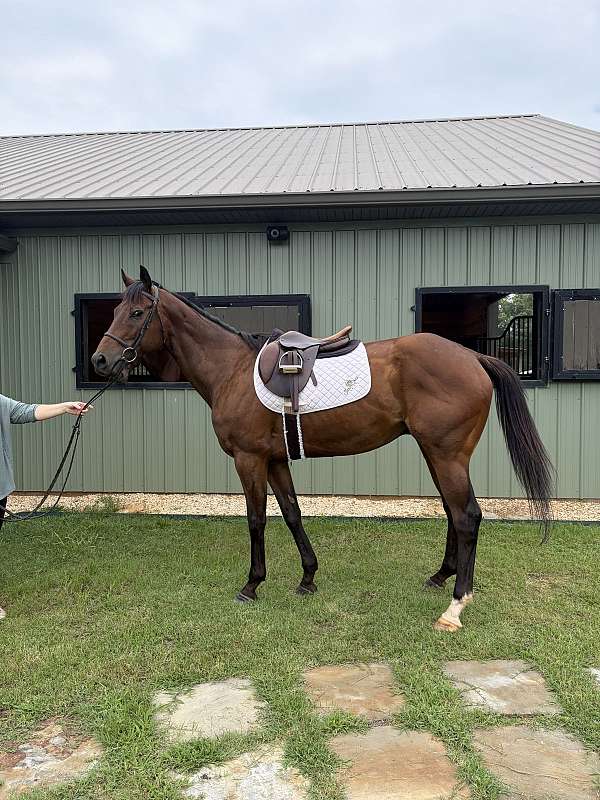 dressage-thoroughbred-horse
