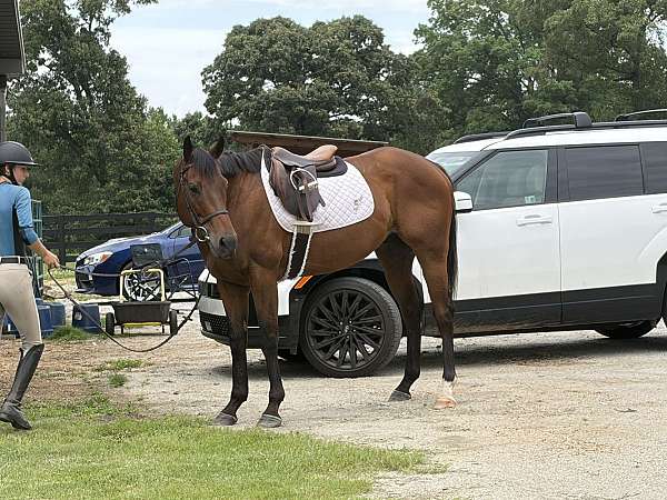 english-pleasure-thoroughbred-horse