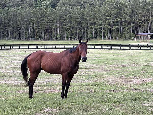 western-horse-thoroughbred