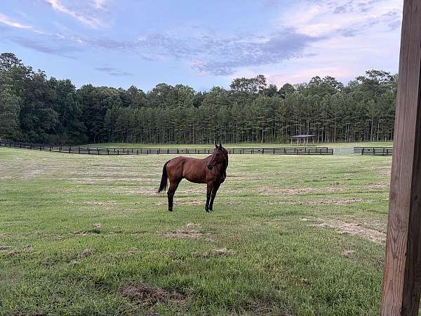 adults-thoroughbred-horse