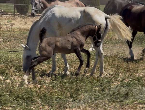 15-hand-lusitano-colt