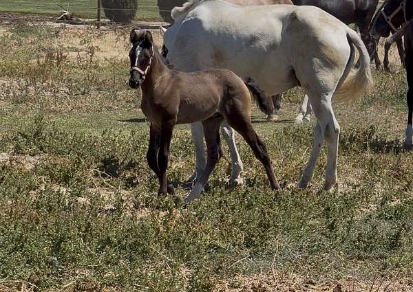 all-around-lusitano-horse