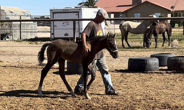 athletic-lusitano-horse