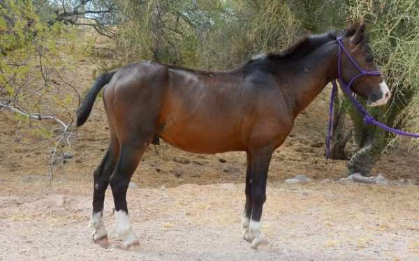 8-hand-hackney-pony