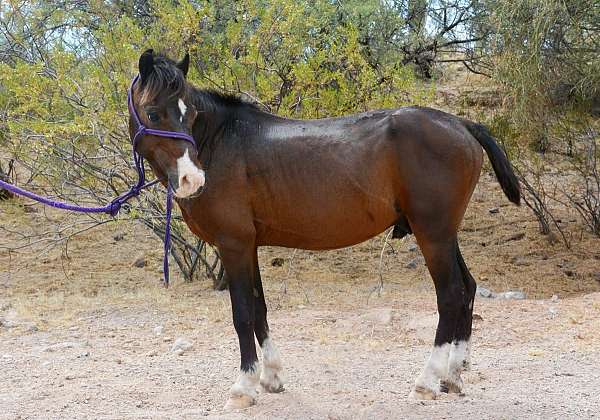 8-hand-hackney-stallion