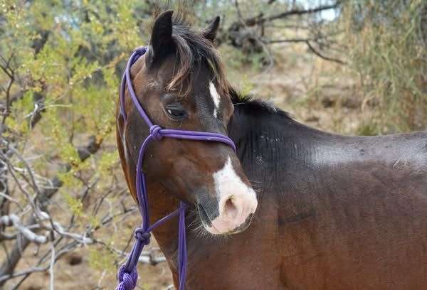 bay-hackney-pony-stallion