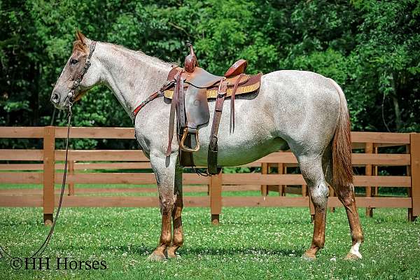 all-around-quarter-horse