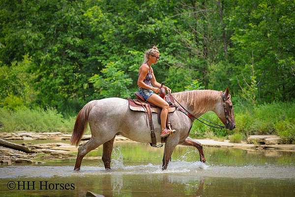 athletic-quarter-horse