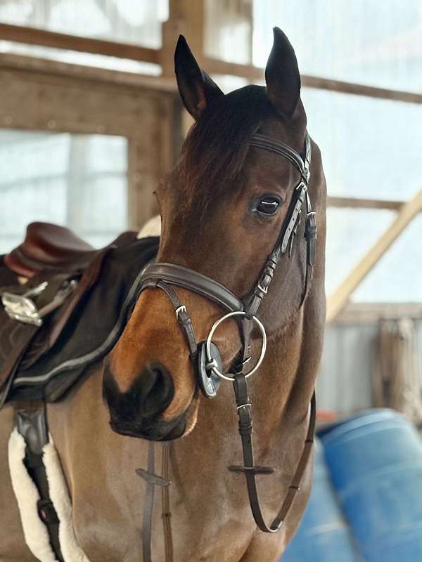 eventing-thoroughbred-horse